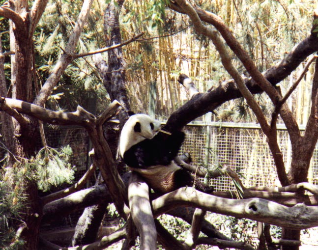 san_diego_zoo-panda.jpg